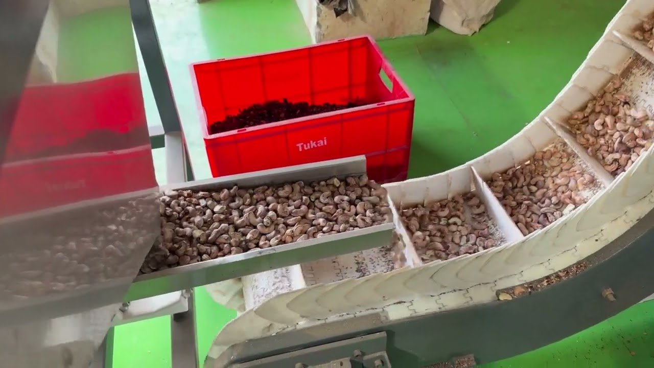 Locus Cashew Peeling Machine 300 kg/hr